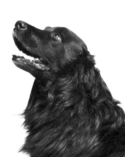 La compagnie des animaux