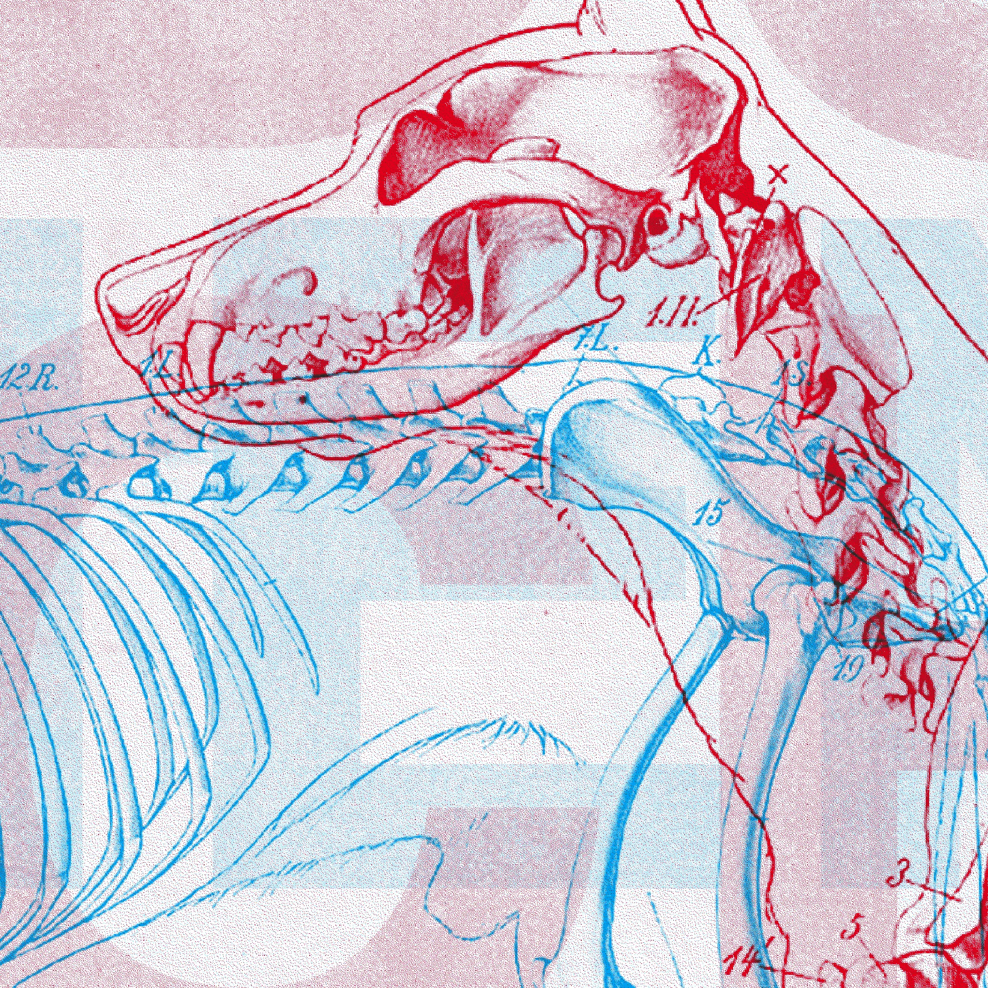 L'anatomie du chien